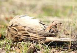 Uzmanlardan tatilcilere korkutan uyarı: Gördüğünüzde sakın dokunmayın!