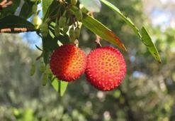 Türkiye'de yetişiyor ama kıymetini bilen kalmadı! Çinlilerin bir numaralı şifa deposu