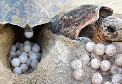 İztuzu Plajı'nda caretta yuva sayısı 700'e ulaştı
