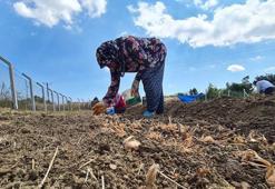 "Dünyanın en pahalı baharatı" toprakla buluştu