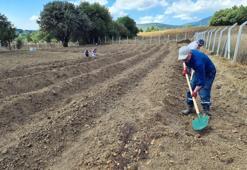 "Dünyanın en pahalı baharatı" toprakla buluştu