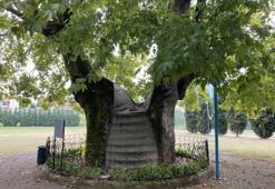 Asırlardır tarihe tanıklık eden dev çınar, 929 yıldır ayakta