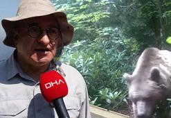 Prof. Dr. Kadıoğlu, köyün diline düştü! Ayıdan kurtulmak için önlem aldı ama...