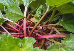 Beyaz saçları kapatan tek bitki buymuş! 1 saatte saçları doğal rengine çeviren gizli karışım