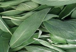 Ada çayı faydaları nelerdir? Ada çayı nasıl hazırlanır?