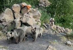 Sıcaktan bunalan yavru boz ayılar Nemrut Krater Gölü’nde serinledi