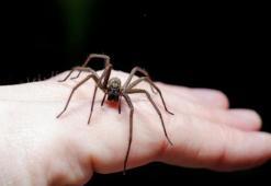En tehlikeli örümcek türü! Isırdığı parmağı dakikalar içinde çürüttü