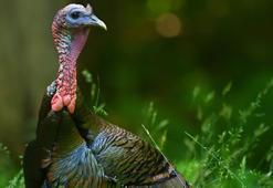 Rüyada hindi görmek ne anlama gelir? Rüyada hindi görmek nasıl yorumlanır, neye işarettir?