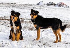 Rüyada köpek sürüsü görmek ne anlama gelir? Rüyada köpek sürüsü görmek nasıl yorumlanır, neye işarettir?