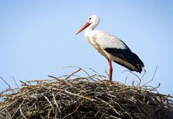 Rüyada leylek görmek ne anlama gelir? Rüyada leylek görmek nasıl yorumlanır, neye işarettir?