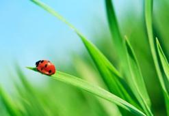 Rüyada uğur böceği görmek ne anlama gelir? Rüyada uğur böceği görmek nasıl yorumlanır, neye işarettir?