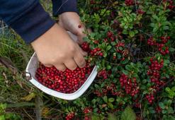 Kekreyemiş tozu nasıl kullanılır? Kekreyemiş tozu ne işe yarar?