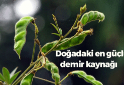 İçinde yumurtadan 10 kat fazla protein var! Etin papucunu dama attı, doğadaki en güçlü demir kaynağı...