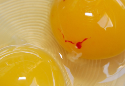 Kırmızı lekeli yumurta yemek tehlikeli mi? Bilim insanları yanıtladı