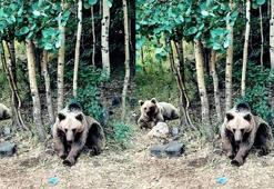 'Ayılar zararsız' deyip videosunu çekerken ayı saldırdı