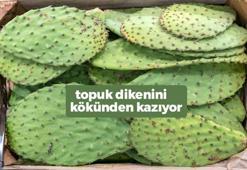 Türkiye'de yeni keşfedilmeye başladı! Topuk dikenini kökünden söküyor, ilaçları tahtından ediyor...