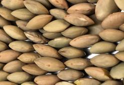 Besin değeri yumurta ve eti solluyor! Hem ucuz hem şifacı: Damarlarda yağ bırakmıyor