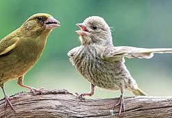 Finale kalan kareler belli oldu! 'Bak şuradan defol git'