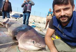 Gemlik körfezi açıklarında balıkçılar 1 tonluk köpekbalığı yakaladı