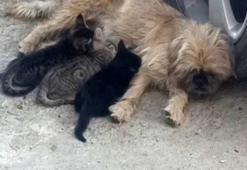 Puk kırması köpek öksüz kalan kedilerin annesi oldu