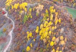 Bingöl’deki ormanlık alanlarda renk cümbüşü