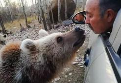 Bitlis'te şaşırtan görüntü! Ağzıyla boz ayıya şeker yedirdi
