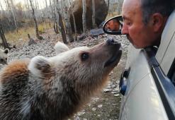 Bitlis'te şaşırtan görüntü! Ağzıyla boz ayıya şeker yedirdi