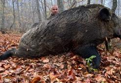 Tokat'ta avcılar dev domuz avladı! Gören şaşkına döndü