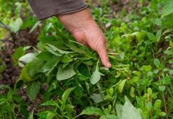 Yüzyıllardır kendiliğinden yetişiyor: Doğadaki mucize: Mikropları öldürüp, organları yeniliyor