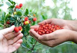 Ticari değeri altından yüksek: Trakya ve Ege'de kendi kendine yetişiyor! Çinliler ise avuç avuç yiyor