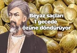 Boya değil bitkisel yağ! Beyaz saçları 1 gecede özüne döndüren İbn-i Sina önerisi