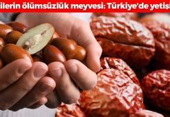 Çinlilerin ölümsüzlük meyvesi! Türkiye'de yetişiyor ama değer görmüyor: Faydasını duyan markete koşuyor