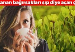 Damarlarda biriken yağı çözüp, kolesterolü dengeliyor: Dünyanın her yerinde bardak bardak içilen çay! Tıkanan bağırsakları şıp diye açıyor