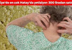 Türkiye'de en çok Hatay'da yetişiyor! Tanesi 300 liradan satılıyor: Egzaması olan torba torba alıyor