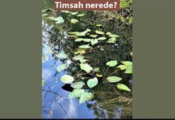 Gözleriniz ne kadar keskin? Göldeki timsahı 5 saniye içinde bulmayı deneyin!