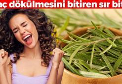 Şampuanın içine 5 damla koyunca saç dökülmesini bitiriyor! Bu bitkinin gizli gücü ortaya çıktı: Doktorlar bile öneriyor