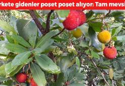 Markete gidenler poşet poşet alıyor: Tam mevsimi! Vücuttaki sivilce ve siğillerin kökünü kurutuyor, idrar söktürüp bağırsak kurtlarını döküyor