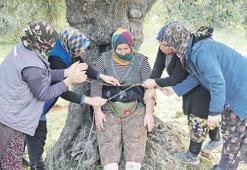 Zeytinler yüz yıllık gelenekle toplandı