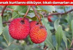 Bağırsak kurtlarını döküyor, tıkalı damarları açıyor! Muğla'da elle toplanıyor: Tanesi de kurusu da kapış kapış satılıyor