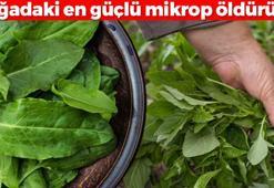 Yüzyıllardır kendiliğinden yetişiyor! Doğadaki en güçlü mikrop öldürücüymüş: Organları tertemiz yapıyor