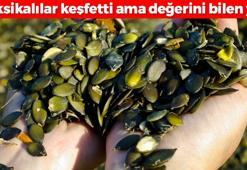 Meksikalılar keşfetti ama değerini bilen yok! Her yerinden omega-3 fışkıran mucize besin
