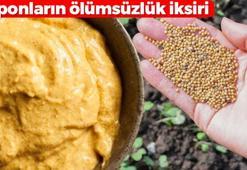 Japonların ölümsüzlük otu! Balıkesir, Bursa ve Manisa'da yetişiyor: Vücudu dipçik gibi yapıyor, yağ mikrop ne varsa söküp atıyor