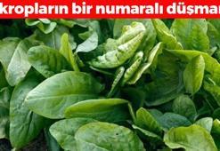 Doğada kendiliğinden yetişiyor: Mikropların bir numaralı düşmanı! Bilim insanları açıkladı..