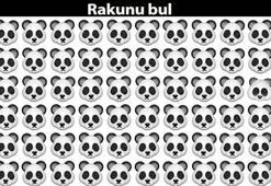 Pandaların arasındaki rakunu 4 saniyede bulun! Bunu çok az kişi başarabiliyor