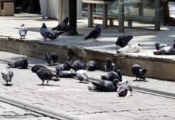 Meydanlardaki gizli tehlike! Herkes severek besliyor, kimse farkında değil