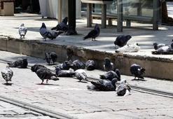 Meydanlarda beslenen güvercin ve kumrular, 'kuş gribi' tehlikesini artırıyor
