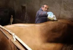 Tokat'ta şap hastalığı! Hayvan pazarları kapatıldı