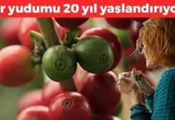 Bardak bardak içiyoruz ama zehir saçıyor! Bu zararını kimse bilmiyor: Her yudumu 20 yıl yaşlandırıyor