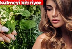 Saç dökülmesini 24 saatte durduruyor! Doktorlar bile öneriyor: Gece sürüp bekletince köklerden kıl fışkırtıyor