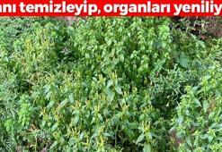 Türkiye'de kendiliğinden yetişiyor ! Kanı temizleyip, organları yeniliyor: Vücudu dipçik gibi yapan bitki